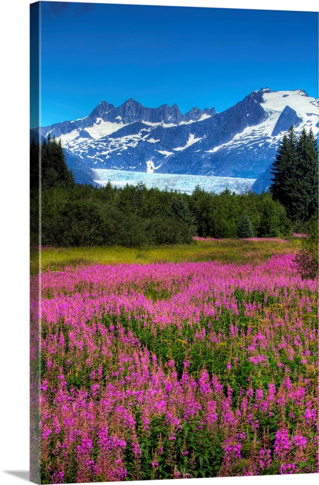 View Of The Mendenhall Glacier With A Field Of Fireweed In The Foreground, Alaska