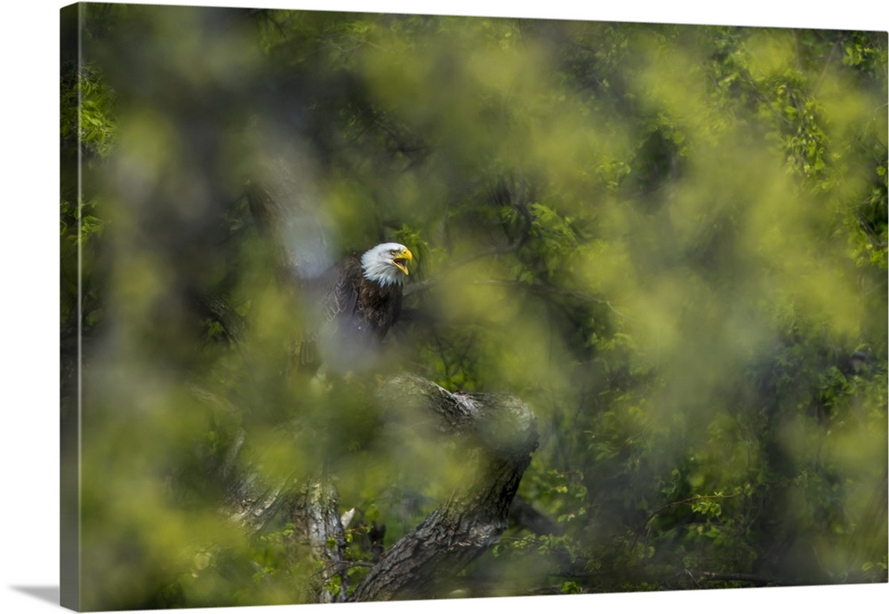 View through the leaves of a bald eagle (Haliaeetus leucocephalus) perched in a tree calling Minnesota, United States of A...