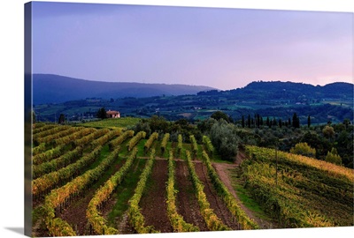 Vineyard, near Ulignano, Tuscany, Italy