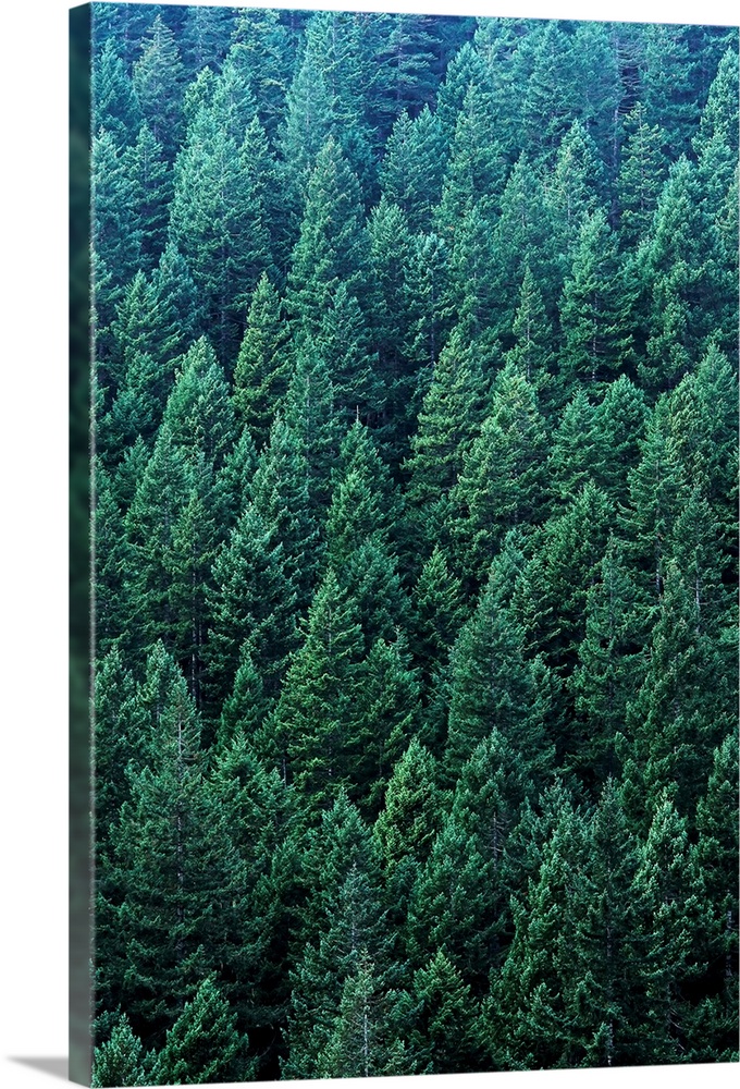 Washington, Olympic National Forest, Douglas Fir Trees