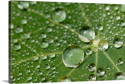 Water drops on a nasturtium leaf.; Wellesley, Massachusetts.