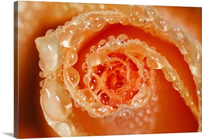 Water Drops On The Petals Of A Rose