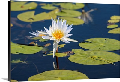 Water Lilly, Chobe National Park, Botswana, Southern Africa