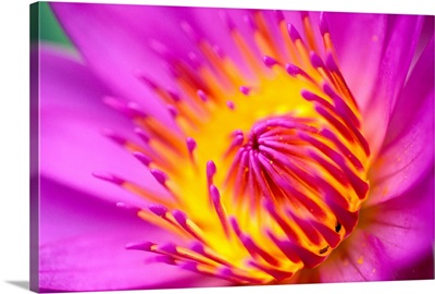 Water Lily, Bright Pink With Yellow Center
