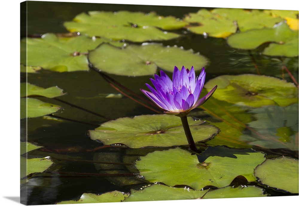 Water lily in the Bethesda Fountain in Central Park, New York City, New York