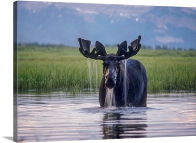 Water pours from the antlers of a bull moose (Alces alces) lifting his head from Beaverdam Creek in Yellowstone National Park; Wyoming, United States of America