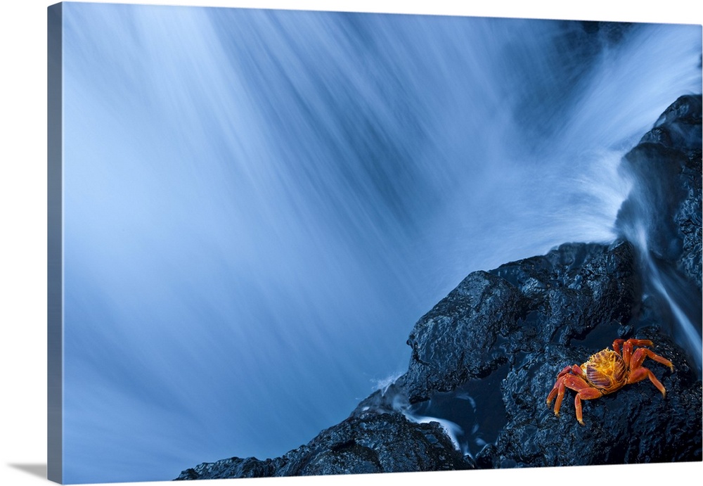 Water from a waterfall rushing past a rocky cliff where a crab is resting, San Salvador Island, Galapagos, Ecuador