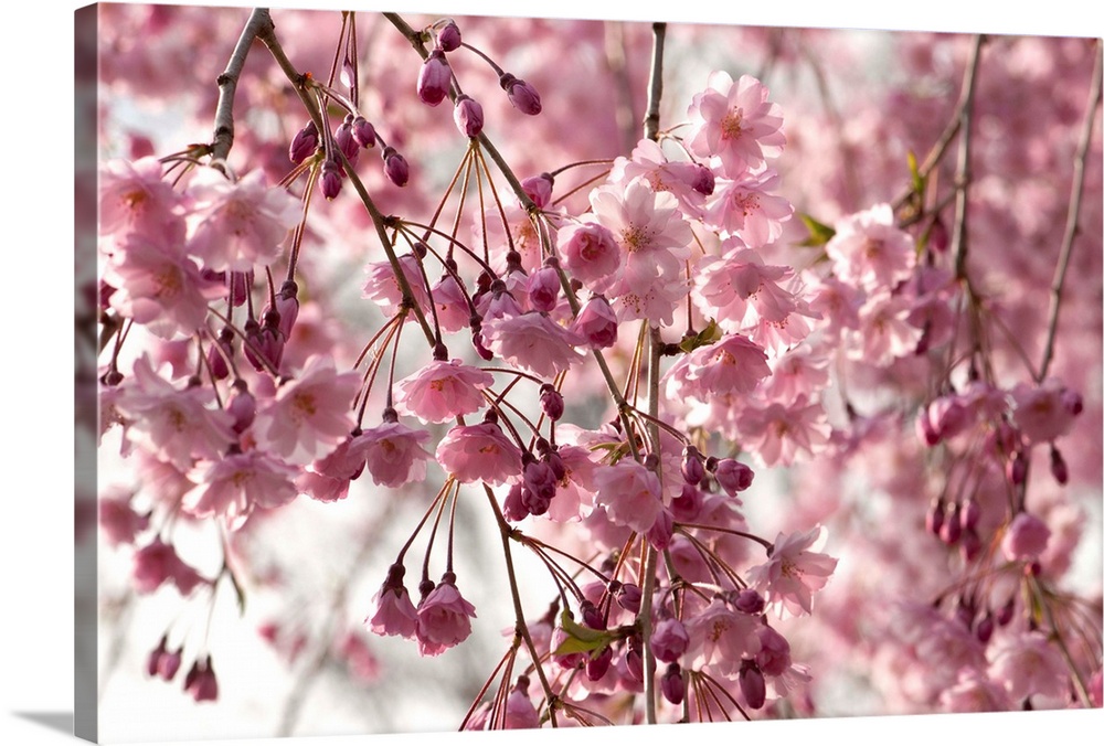 Weeping Higan cherry, Prunus subhirtella, in bloom.