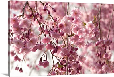 Weeping Higan cherry, Prunus subhirtella, in bloom.; Providence, Rhode Island.