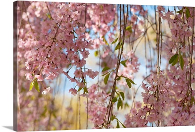 Weeping Higan cherry tree branches, Prunus subhirtella var. pendula.; Cambridge, Massachusetts.