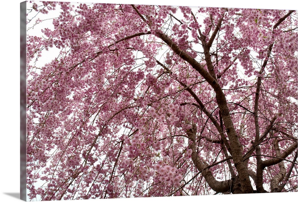 Weeping Higan cherry tree, Prunus subhirtella, in bloom in spring.