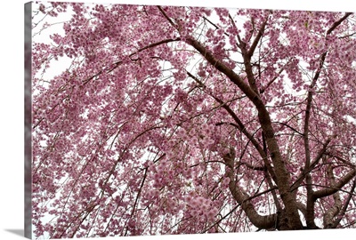 Weeping Higan cherry tree, Prunus subhirtella, in bloom in spring.; Providence, Rhode Island.