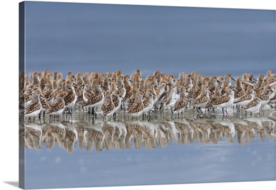 Western Sandpiper Flock Reflected In The Waters Of Hartney Bay, Southcentral Alaska