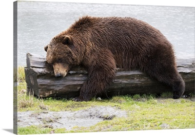 Wet Brown Bear Laying On A Log At The Water's Edge, Alaska