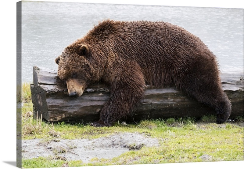 Wet Brown Bear Laying On A Log At The Water's Edge, Alaska | Great Big ...