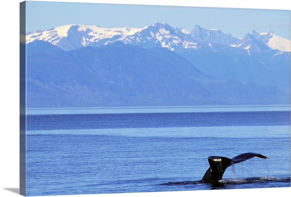 Whale Fin With Mountain Range