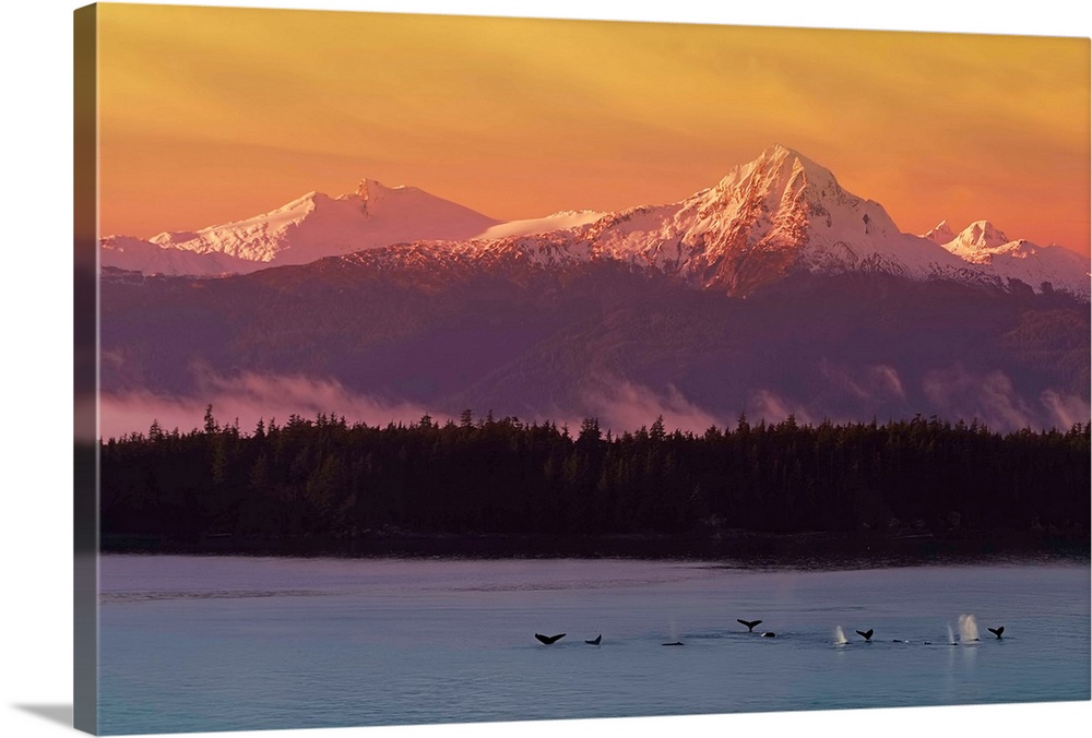 Big landscape photograph of numerous whale tails breaking the surface of the water, beneath the snow capped Chilkat Mounta...
