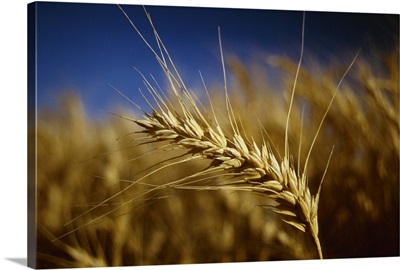 Wheat, closeup of head