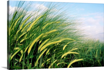 Wheat Fields In England, Close-Up