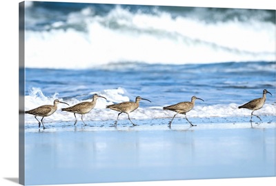 Whimbrels look for sand crabs on the beach in Oregon