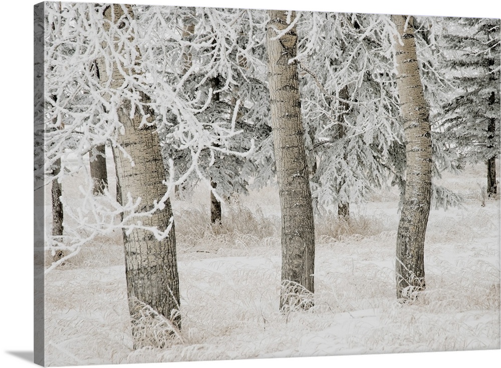 White Aspens In Winter, Calgary, Alberta, Canada