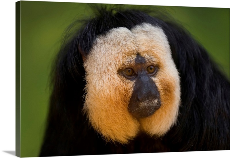 White-faced Saki