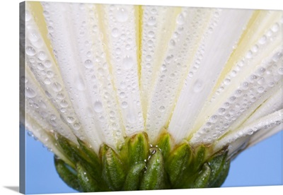 White Flower Head With Dew