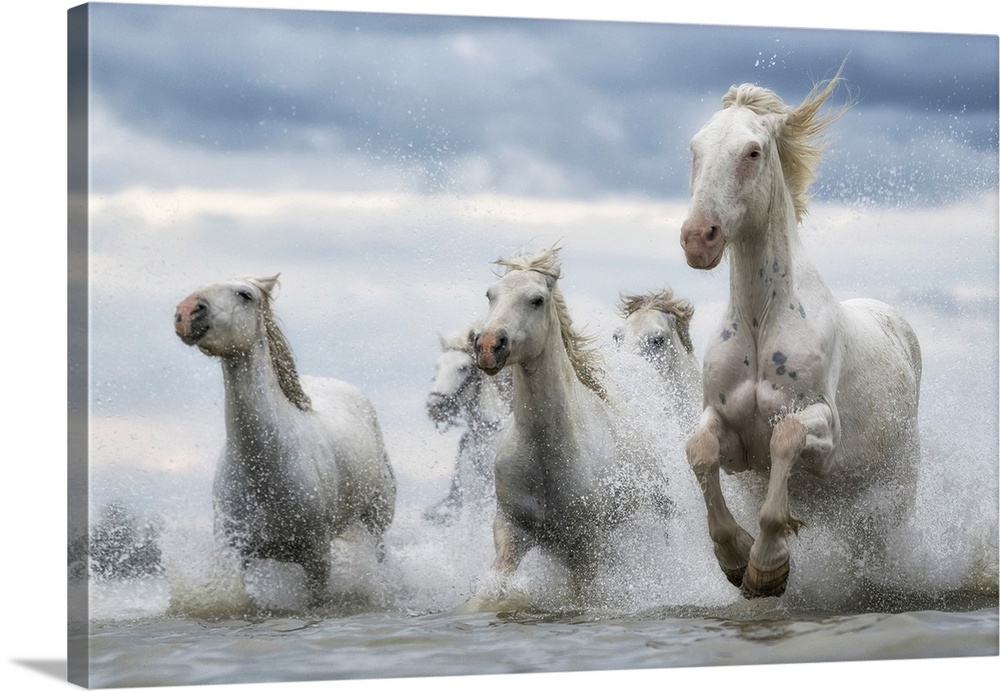 White horses of Camargue running out of the water, Camargue, France.