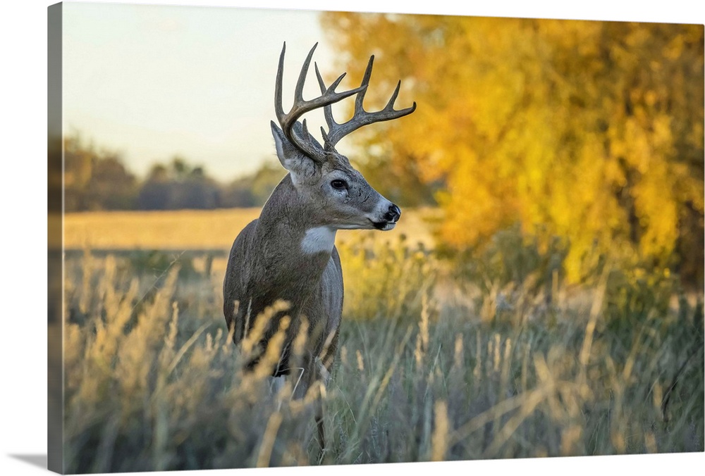 White-Tailed Deer Buck, Eastern Plains, Colorado Solid-Faced Canvas Print