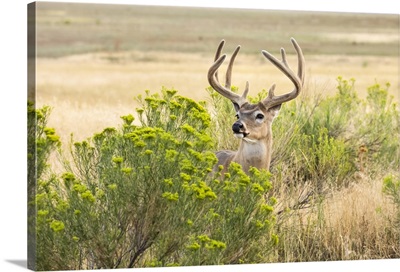 White-Tailed Deer Buck, Emporia, Kansas