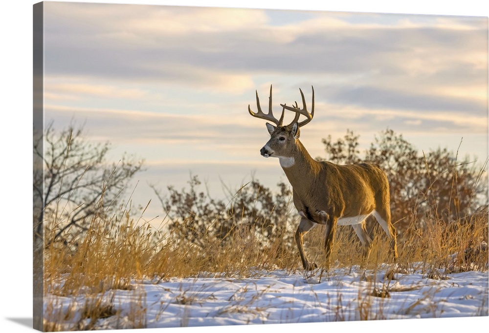 White-tailed deer buck (Odocoileus virginianus) walking through a field with a covering of snow; Emporia, Kansas, United S...