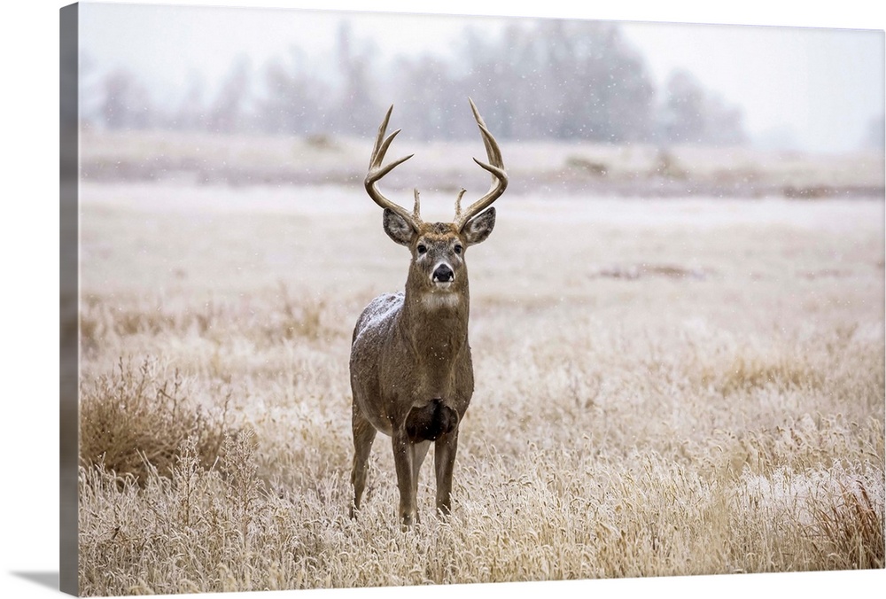 White-tailed deer buck (Odocoileus virginianus) standing in a field during a light snowfall; Emporia, Kansas, United State...