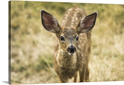 White-Tailed Deer Fawn In The Cascade Siskiyou National Monument, Ashland, Oregon
