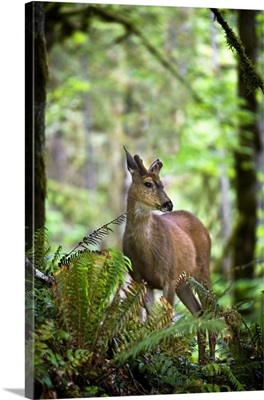 White-Tailed Deer Peering Out Of The Woods