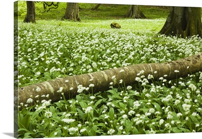 White Wildflowers Growing Amongst The Trees; Killarney, County Kerry, Ireland