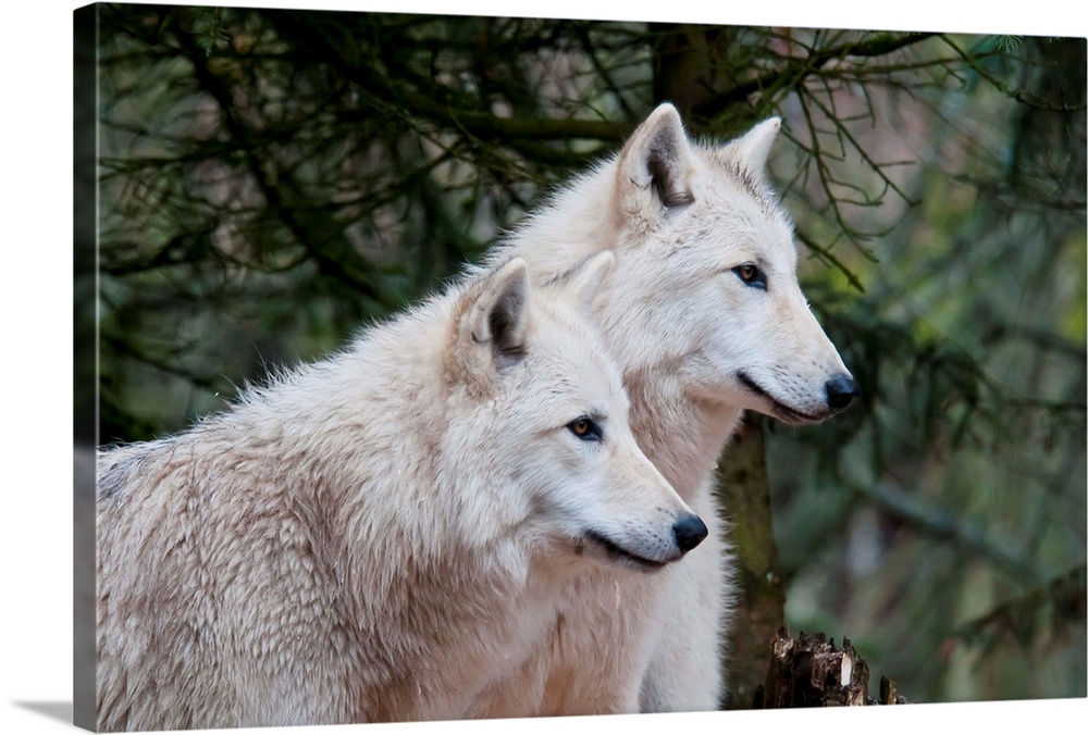 White wolf pair at the Woodland Park Zoo in Seattle, Washington Wall ...