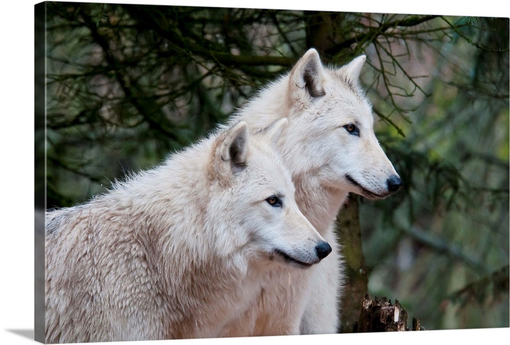 White wolf pair at the Woodland Park Zoo in Seattle, Washington Wall Art, Canvas Prints, Framed ...