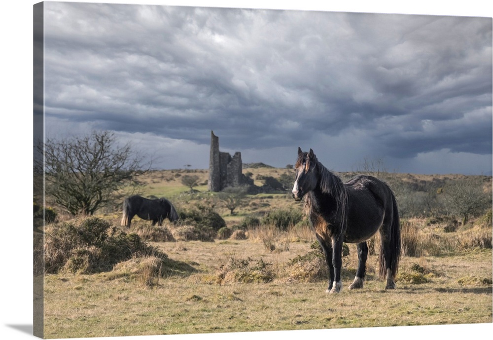 Wild Bodmin Ponies grazing and roaming with the remains of Craddock Engine House in the background on Bodmin Moor in Cornw...