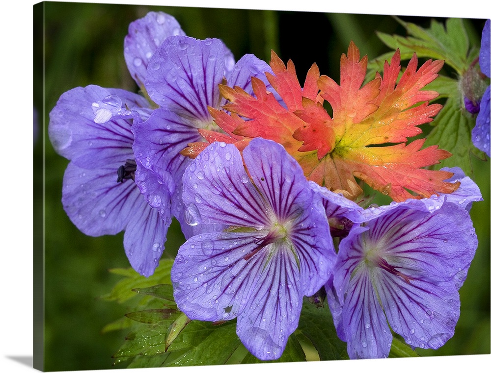Wild Geranium blooms with premature fall leaf coloring in Glen Alps, Chugach State Park, South-central Alaska, Summer