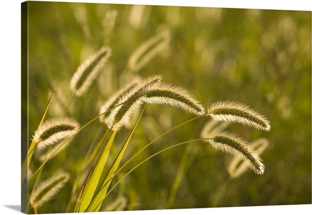 Wild Grass Wall Art, Canvas Prints, Framed Prints, Wall Peels Great