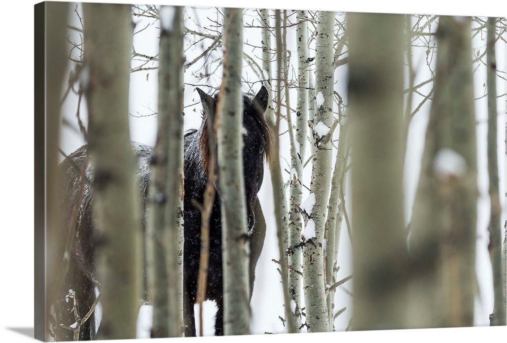 Wild horse hiding in trees, Turner Valley, Alberta, Canada.