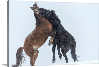 Wild horses fighting, Turner Valley, Alberta, Canada