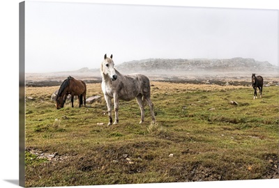 Wild horses standing in a foggy field