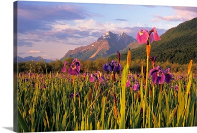 Wild Iris Blooming in Front of Pioneer Peak, South Central Alaska