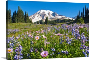 Wildflower Meadow, Mount Rainier National Park, Washington, USA image thumbnail