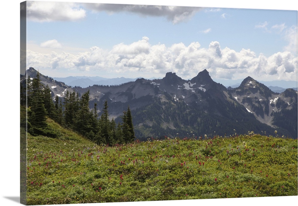 With the Cascade Mountain Range in the background, wildflowers and trees cover the landscape on Mount Rainier. Mount Raini...