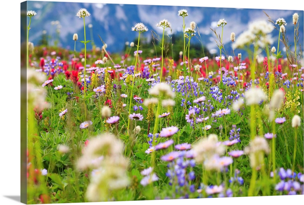 Wildflowers In A Meadow In Mt. Rainier National Park, Washington