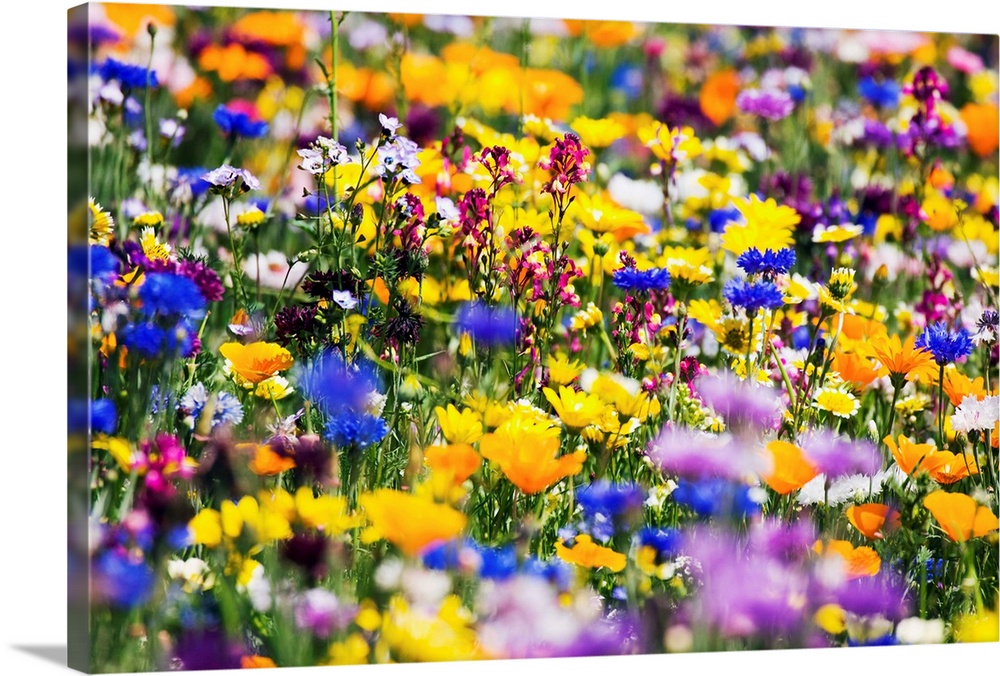 Wildflowers, Mount Hood, Oregon