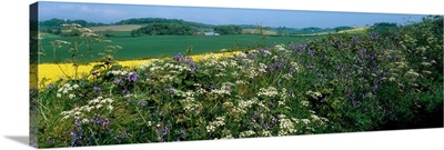 Wildflowers, Near Seaforde, Co Down, Ireland