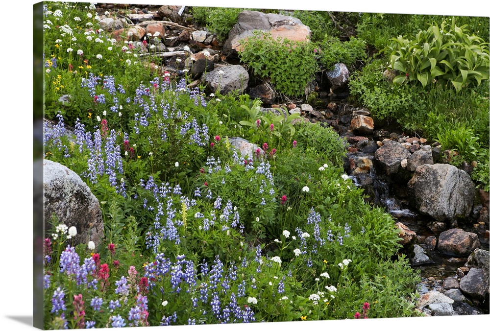 Wildflowers, rocks and a small flowing stream in a landscape on Mount Rainier.